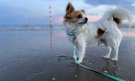 Reisen mit Hund in Europa – Was musst Du beachten?